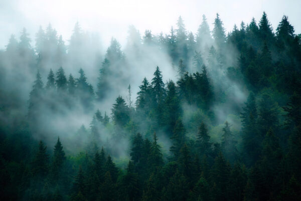 Forêt brumeuse avec des arbres Forêt brumeuse avec des arbres
