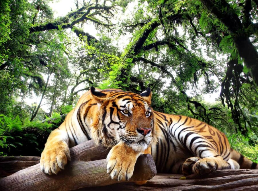 Tigre couché sur un tronc