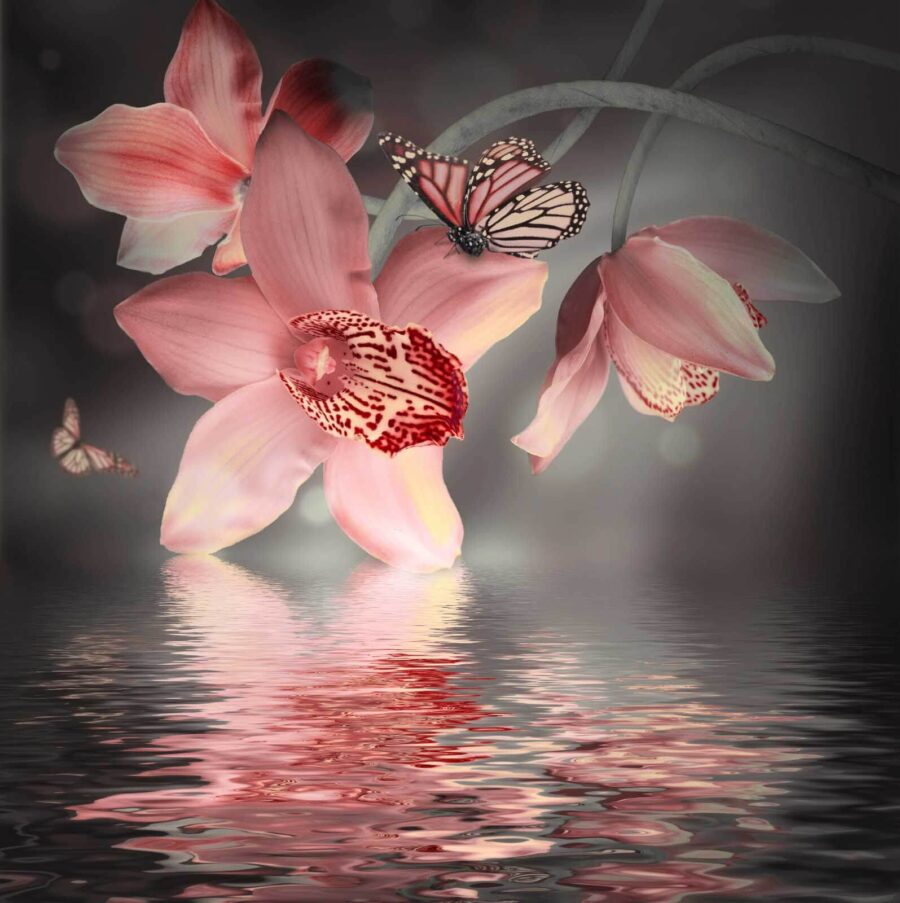 Orchidées roses et papillons sur une branche Orchidées roses et papillons sur une branche