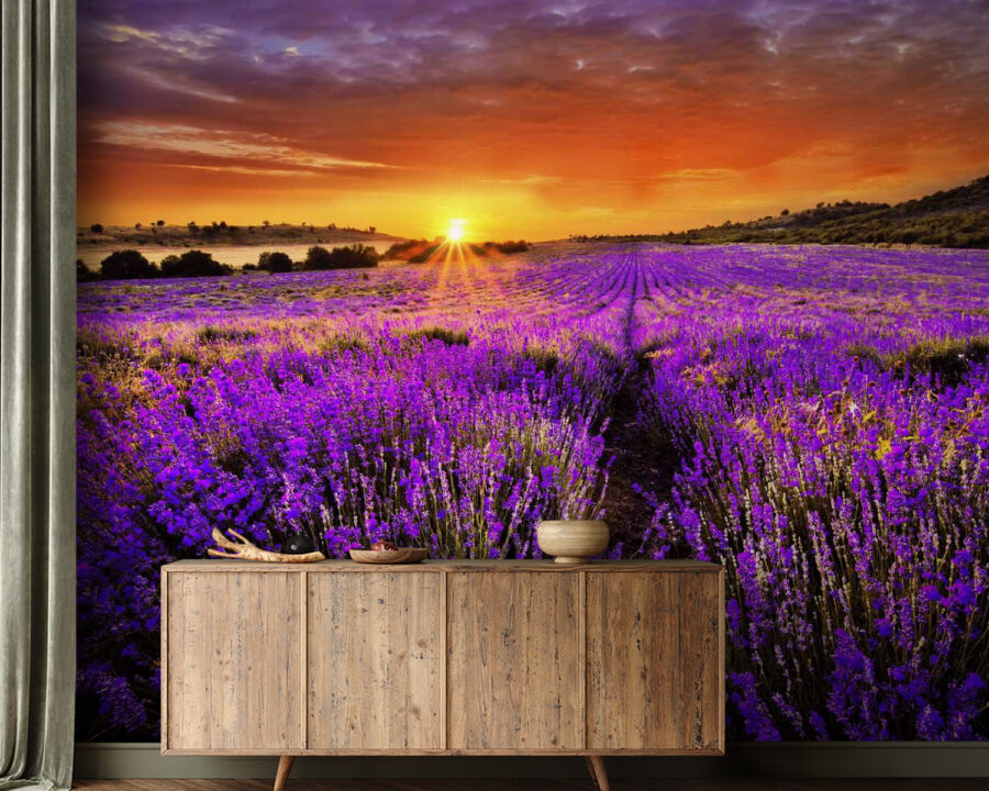Champ de fleurs violettes