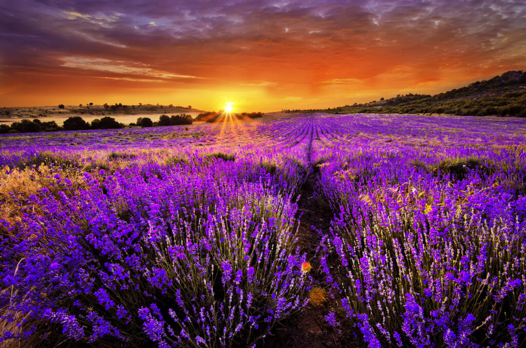 Champ de fleurs violettes Champ de fleurs violettes