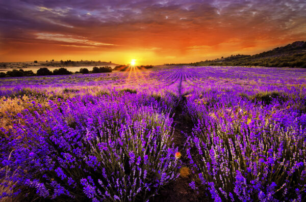 Champ de fleurs violettes Champ de fleurs violettes