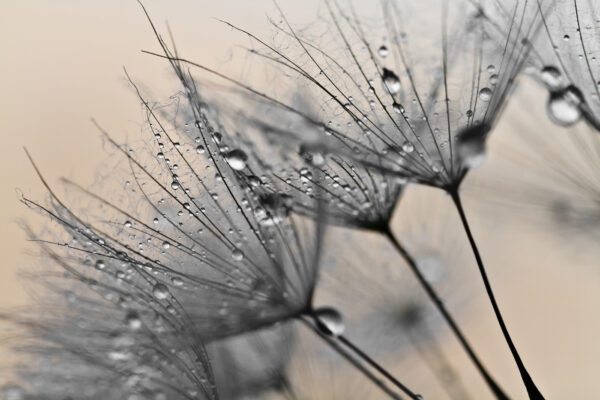 Delicate droplets on fragile petals Delicate droplets on fragile petals