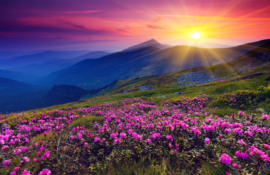 Champ de fleurs avec le soleil couchant derrière elles