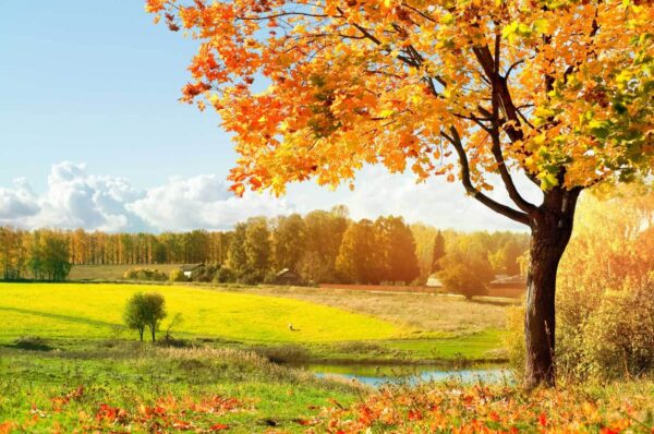 Arbre avec des feuilles d'oranger dans un champ Arbre avec des feuilles d'oranger dans un champ