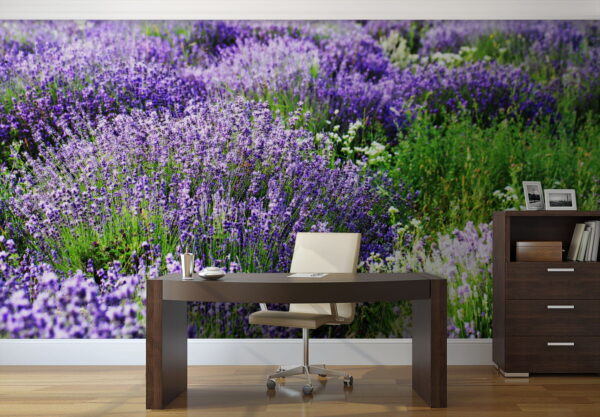 Champ de fleurs violettes Champ de fleurs violettes