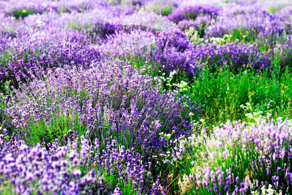 Champ de fleurs violettes Champ de fleurs violettes