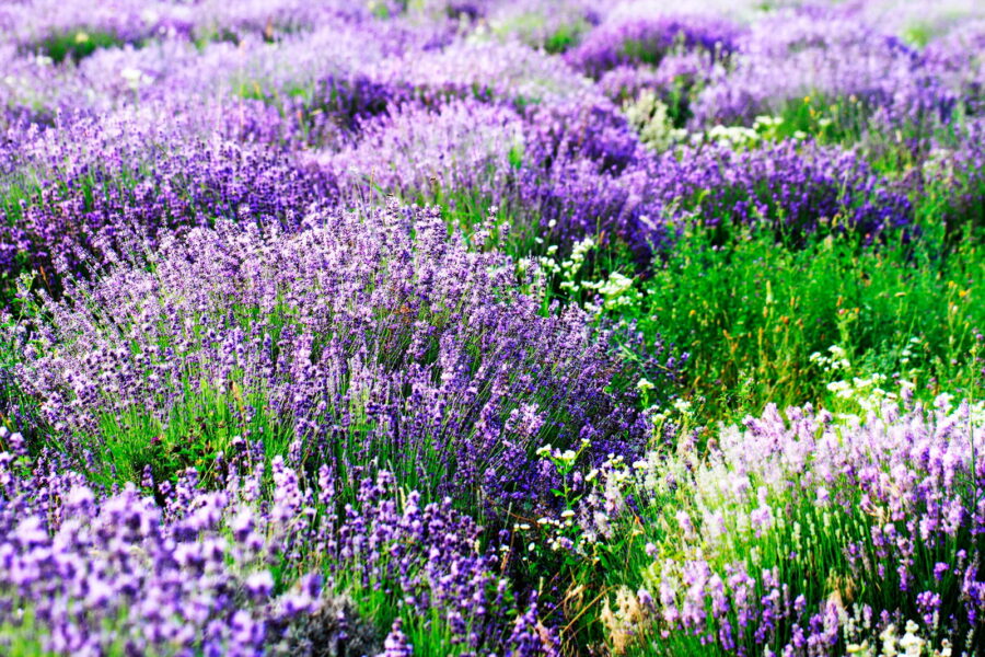 Champ de fleurs violettes