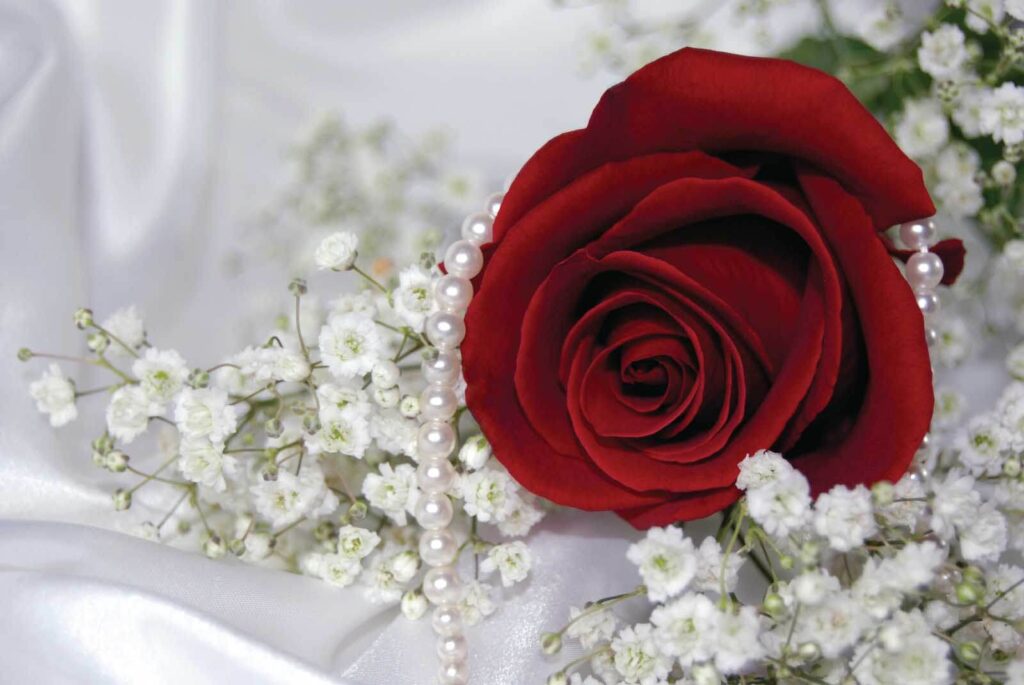 Rose rouge et fleurs blanches Rose rouge et fleurs blanches