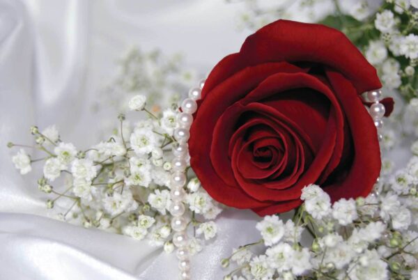 Rose rouge et fleurs blanches Rose rouge et fleurs blanches