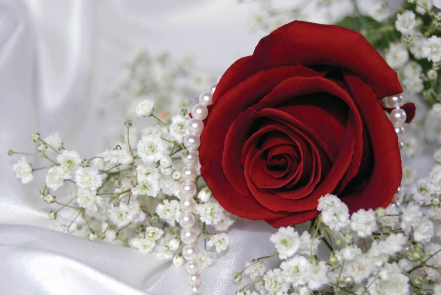 Rose rouge et fleurs blanches