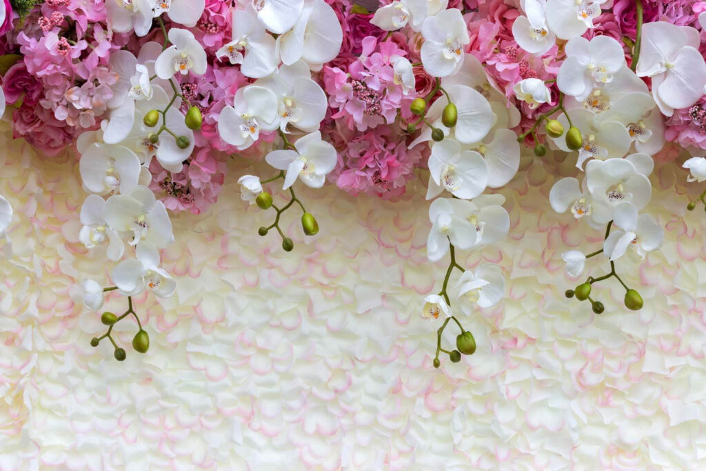 Groupe de fleurs blanches et roses Groupe de fleurs blanches et roses