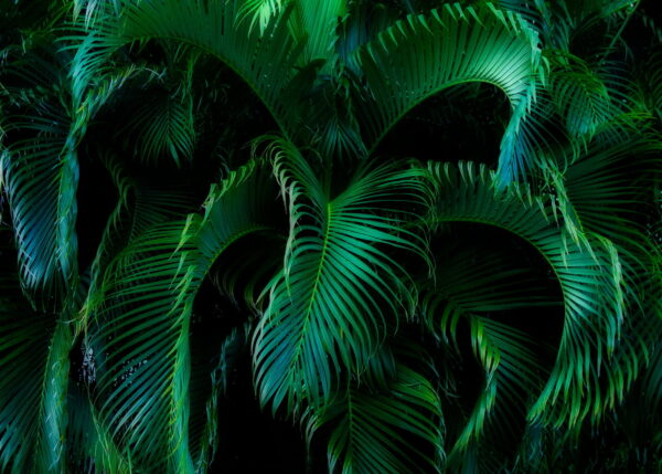 Une verdure luxuriante dans une obscurité paisible u55911p 600x429 - Une verdure luxuriante dans une obscurité paisible - tegory