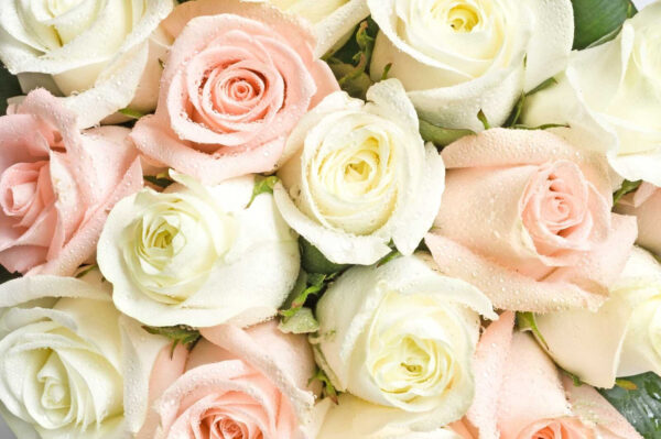 Groupe de roses roses et blanches Groupe de roses roses et blanches