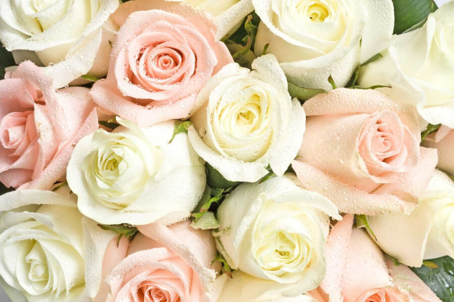 Groupe de roses roses et blanches Groupe de roses roses et blanches