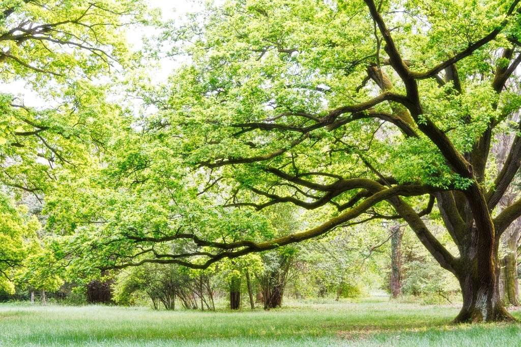 Un arbre avec des feuilles vertes Un arbre avec des feuilles vertes