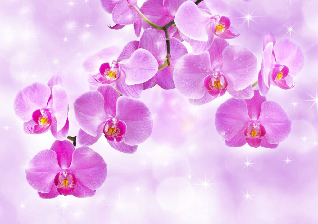 Orchidées délicates aux teintes douces Orchidées délicates aux teintes douces