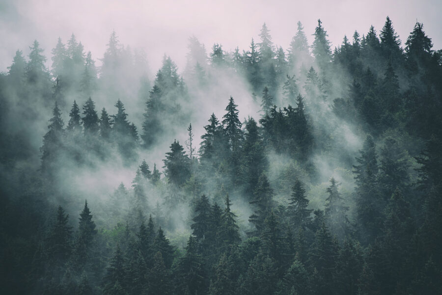 Forêt brumeuse avec des arbres