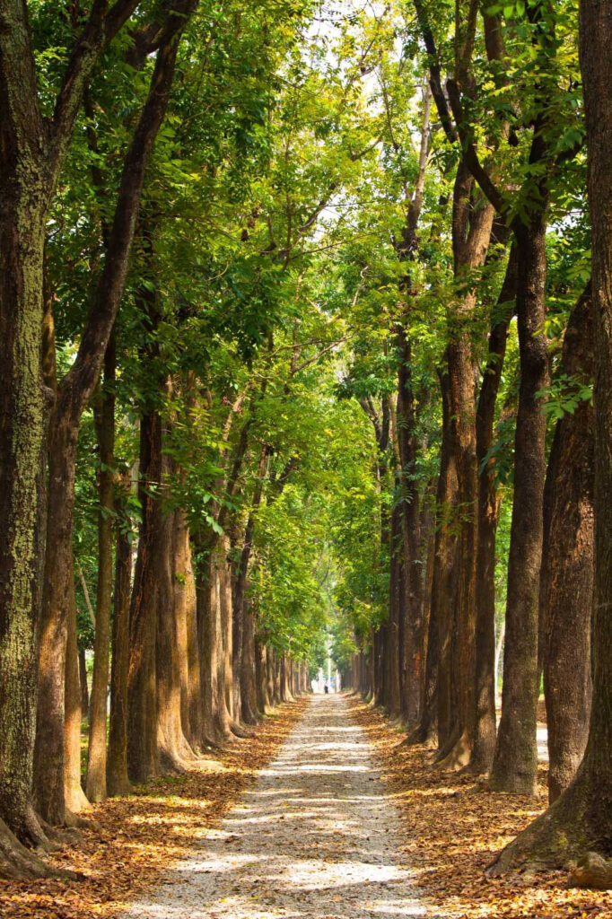 Chemin avec des arbres sur le côté Chemin avec des arbres sur le côté