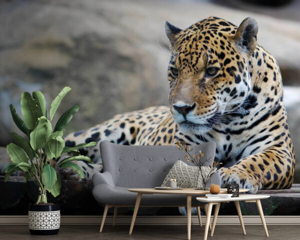Léopard couché sur une surface en bois Léopard couché sur une surface en bois