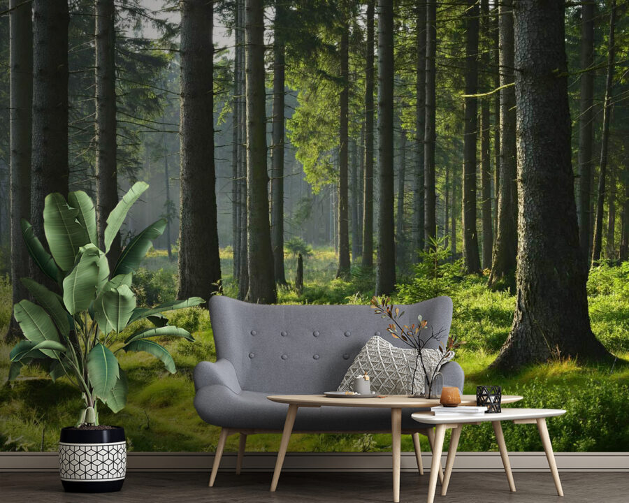 Forêt avec de grands arbres et de l'herbe