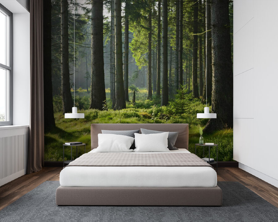 Forêt avec de grands arbres et de l'herbe