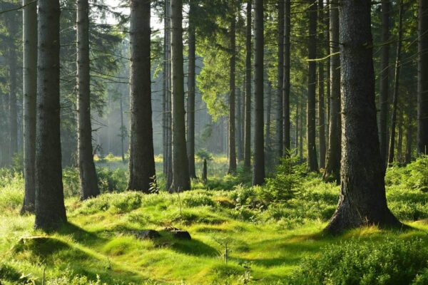 Forêt avec de grands arbres et de l'herbe Forêt avec de grands arbres et de l'herbe