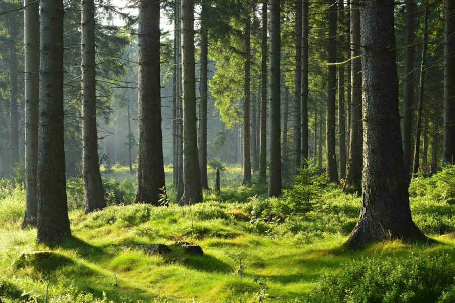 Forêt avec de grands arbres et de l'herbe