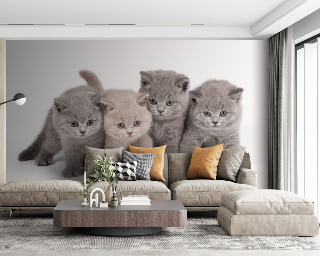 Group of kittens standing together