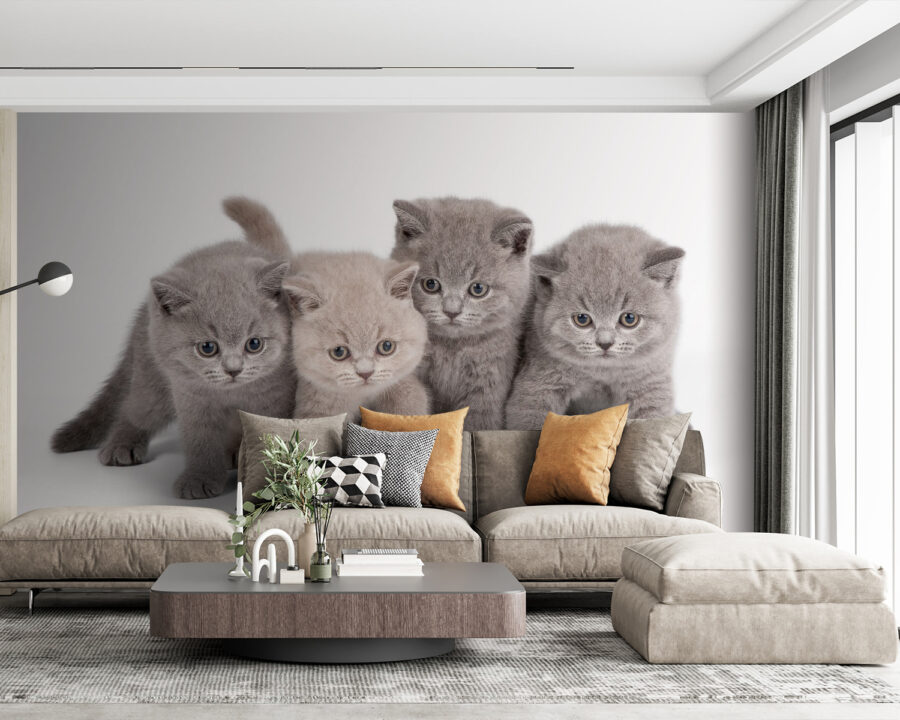 Groupe de chatons se tenant ensemble