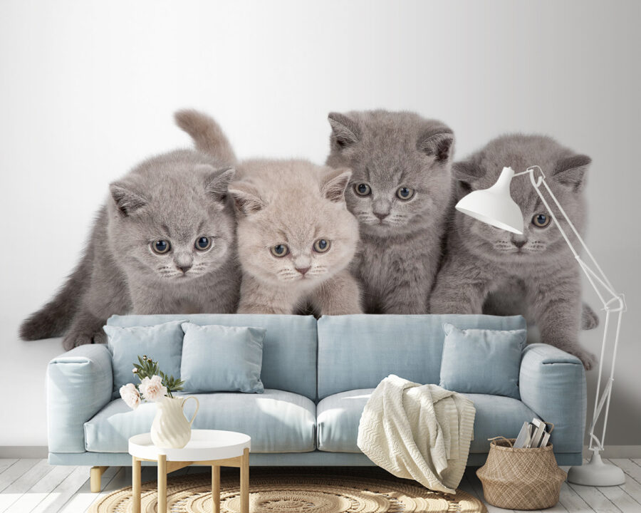 Groupe de chatons se tenant ensemble