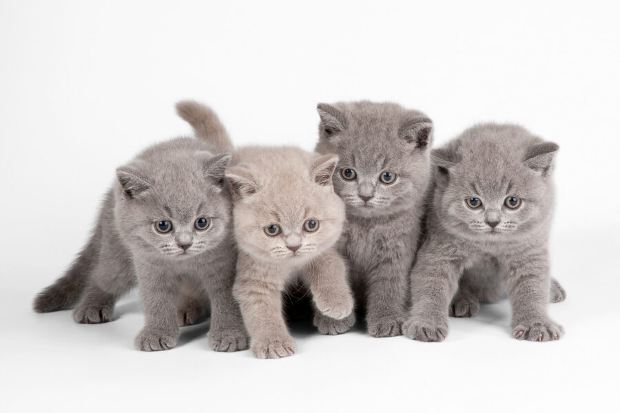 Groupe de chatons se tenant ensemble