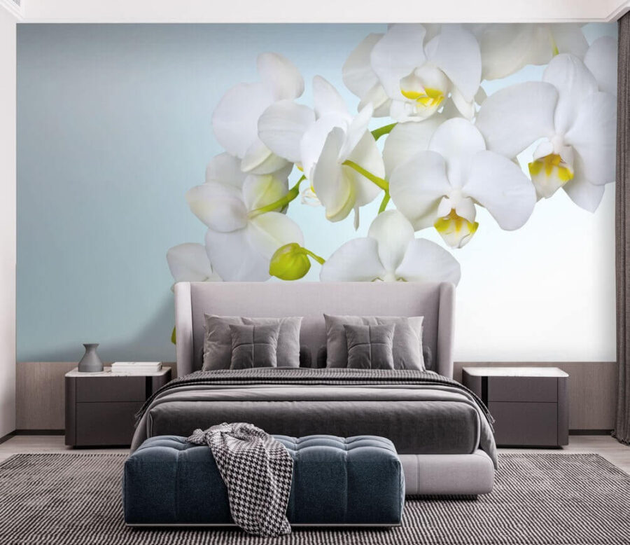 Orchidées blanches sur l'eau