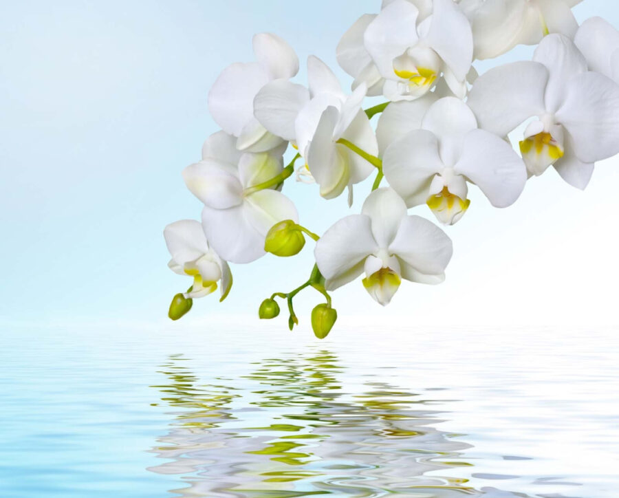 Orchidées blanches sur l'eau