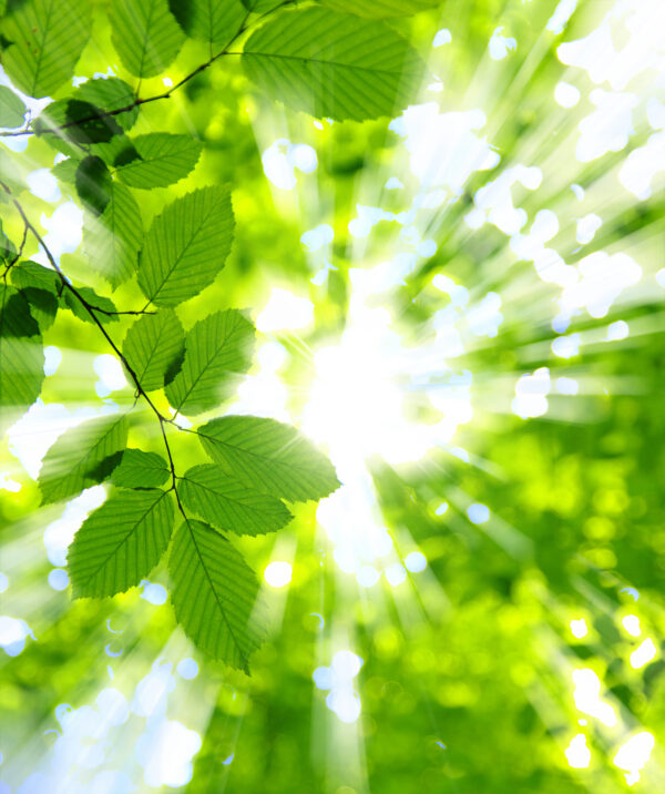 Le soleil brille à travers les feuilles Le soleil brille à travers les feuilles
