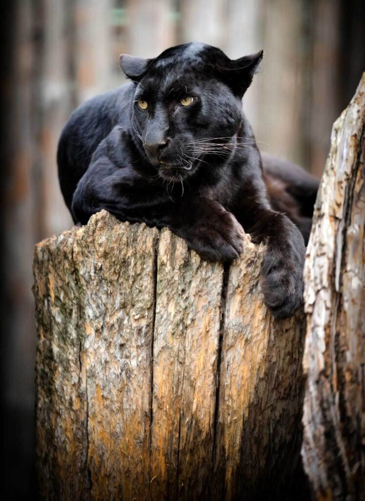 Panthère noire couchée sur une souche d'arbre Panthère noire couchée sur une souche d'arbre