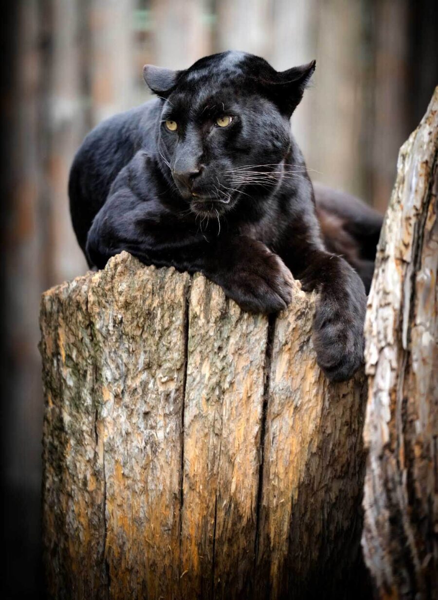 Panthère noire couchée sur une souche d'arbre Panthère noire couchée sur une souche d'arbre