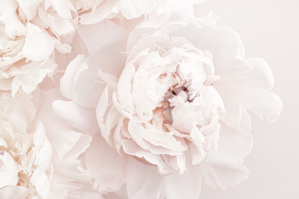 Fleurs délicates dans des teintes douces. Fleurs délicates dans des teintes douces.