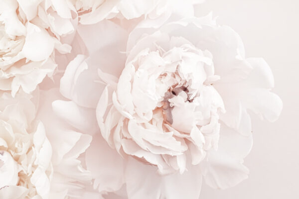 Fleurs délicates dans des teintes douces. Fleurs délicates dans des teintes douces.