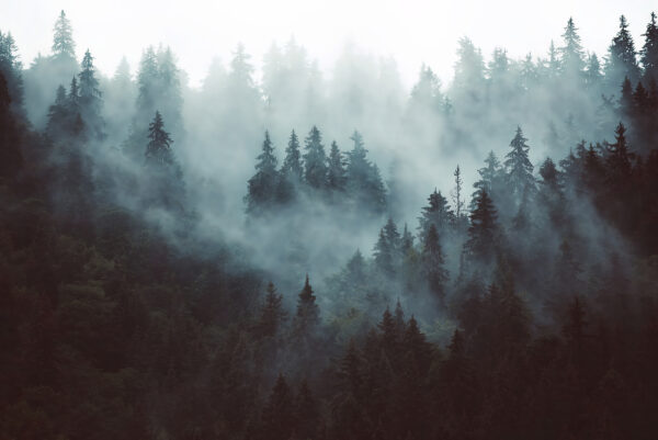 Forêt brumeuse avec des arbres Forêt brumeuse avec des arbres