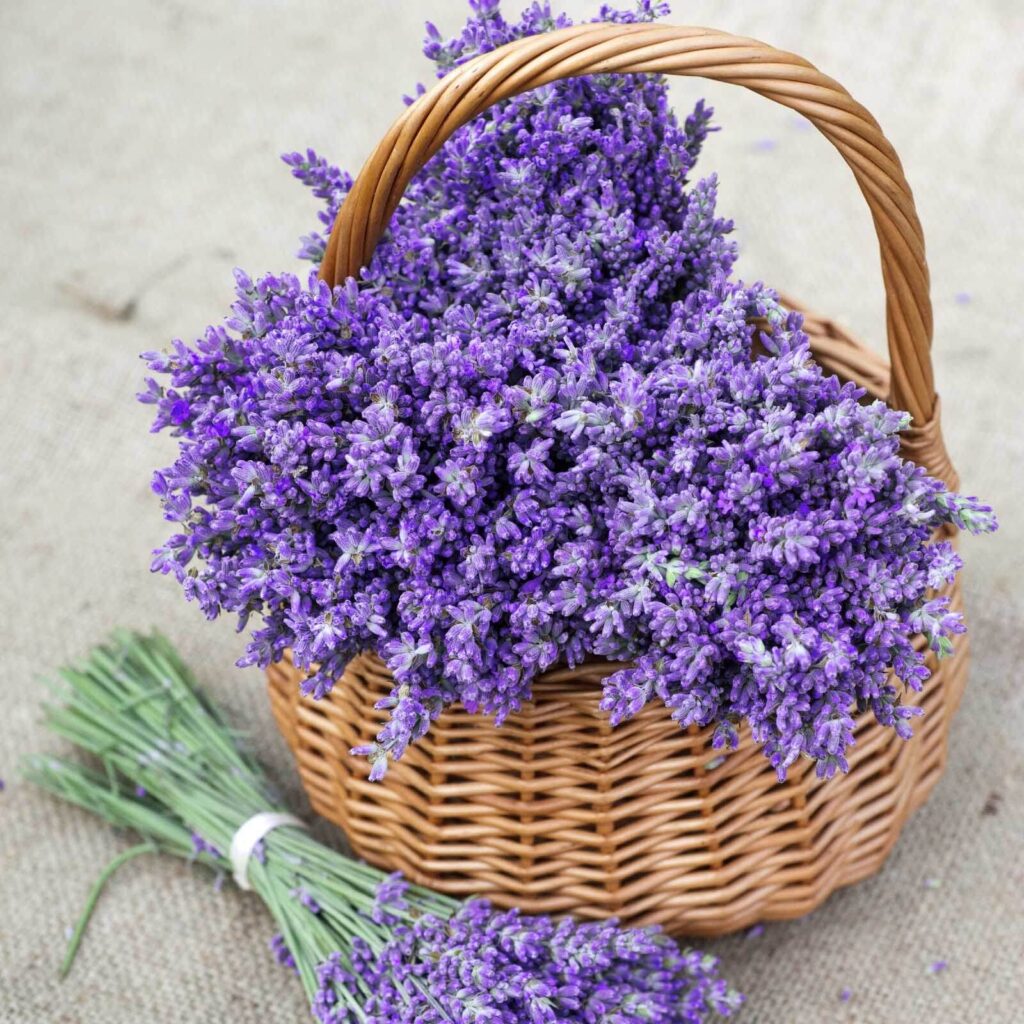 Panier de fleurs violettes Panier de fleurs violettes