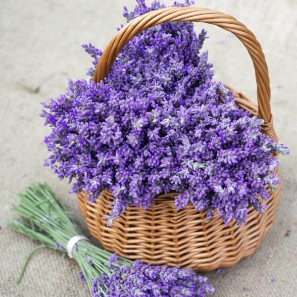 Panier de fleurs violettes Panier de fleurs violettes