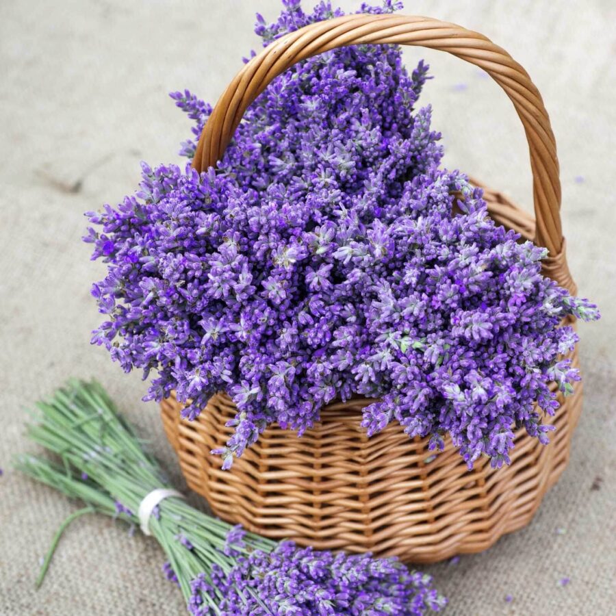 Panier de fleurs violettes
