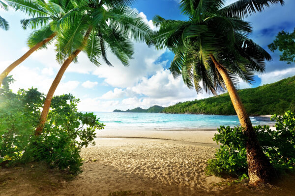 Plage avec palmiers et eau bleue Plage avec palmiers et eau bleue