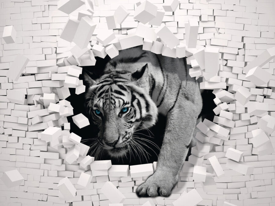 Tigre sortant d'un mur Tigre sortant d'un mur