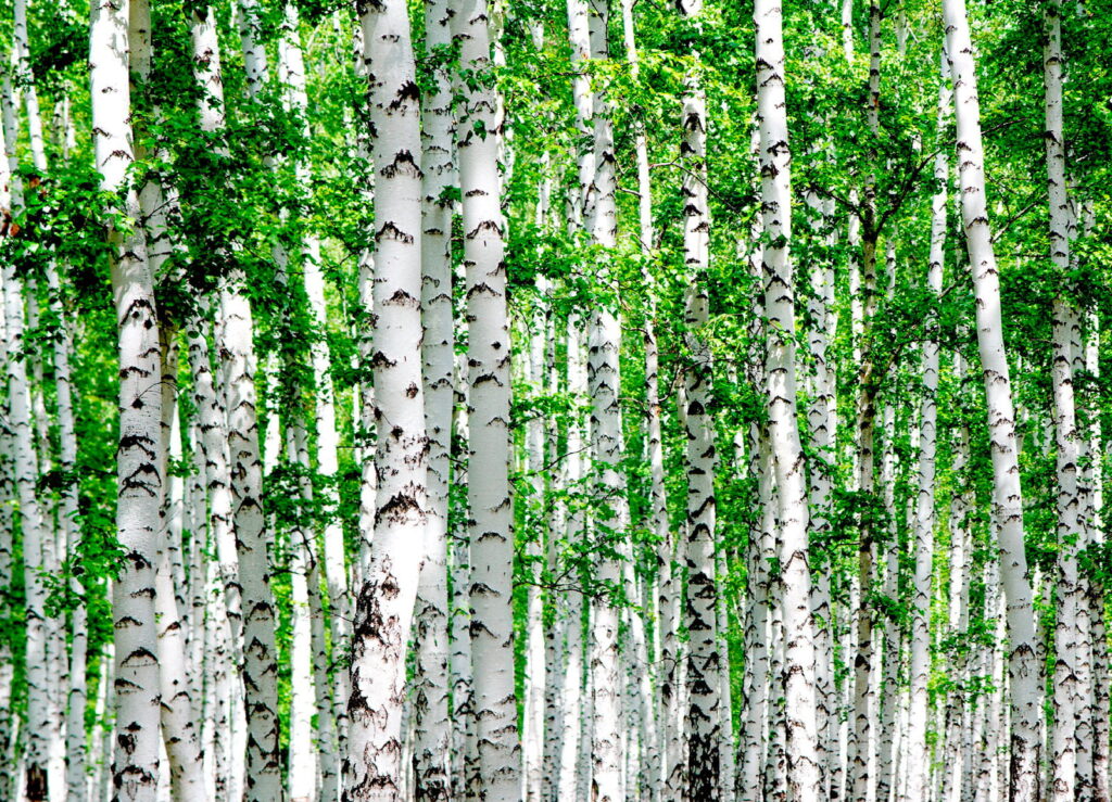 Groupe d'arbres aux feuilles vertes Groupe d'arbres aux feuilles vertes