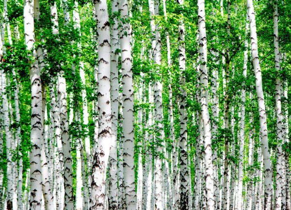 Groupe d'arbres aux feuilles vertes Groupe d'arbres aux feuilles vertes