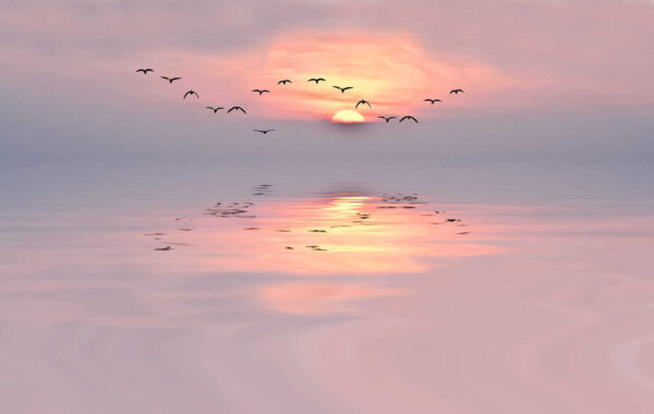 Vol d'oiseaux au-dessus de l'eau Vol d'oiseaux au-dessus de l'eau