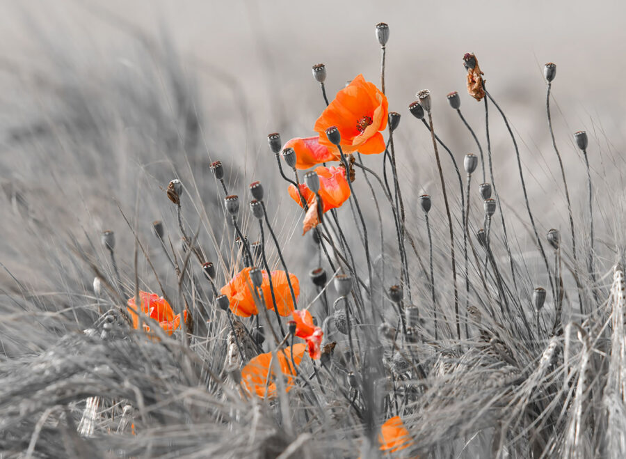 Fleurs orange dans un champ