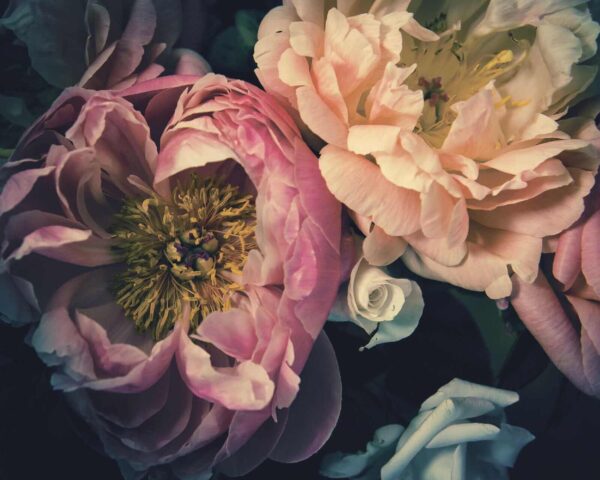 De belles fleurs dans des teintes douces. De belles fleurs dans des teintes douces.